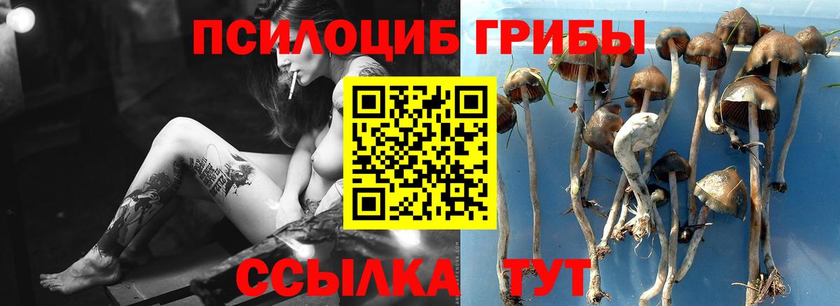 Галлюциногенные грибы Psilocybine cubensis  Вход с VPN  Аксай 